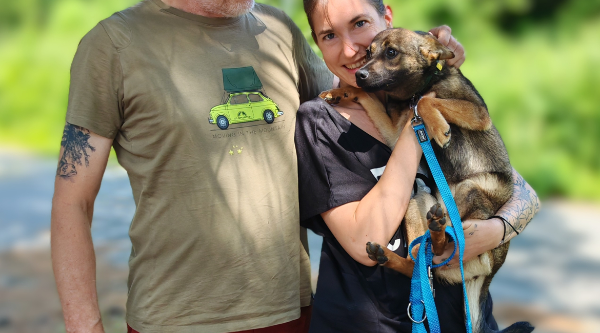 Chiens à adopter