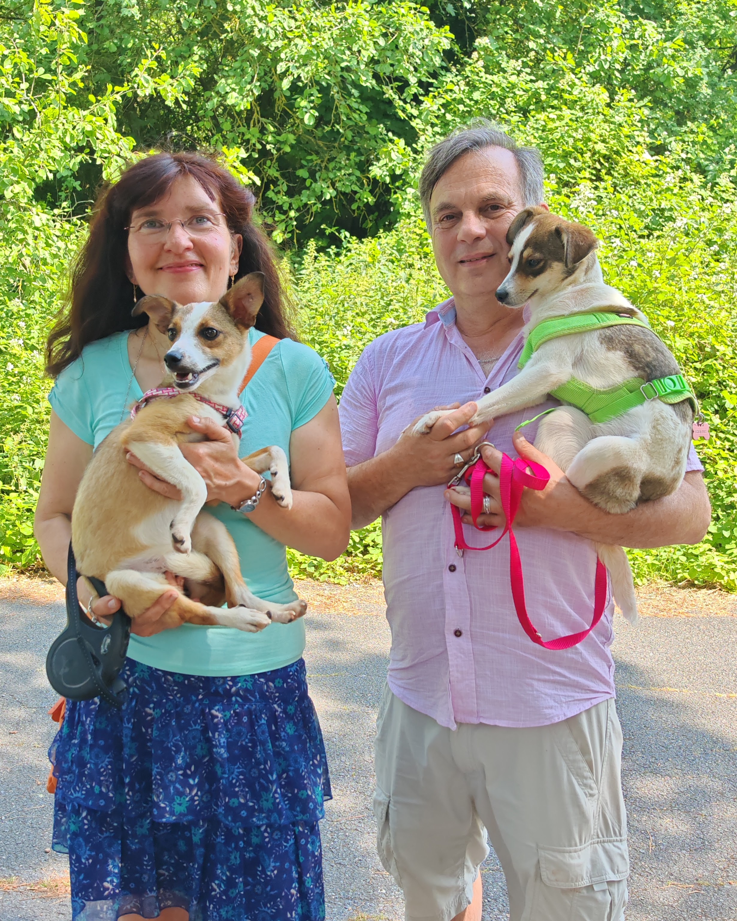 Chiens à adopter