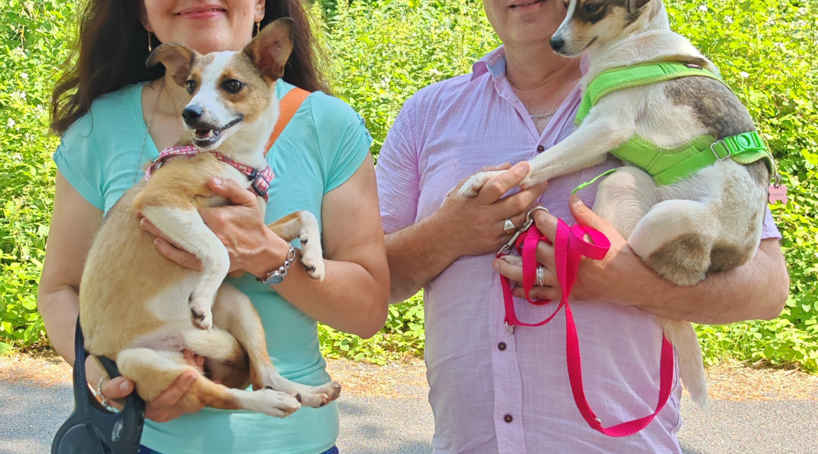 Chiens à adopter