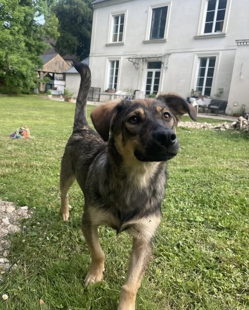 Chiens à adopter