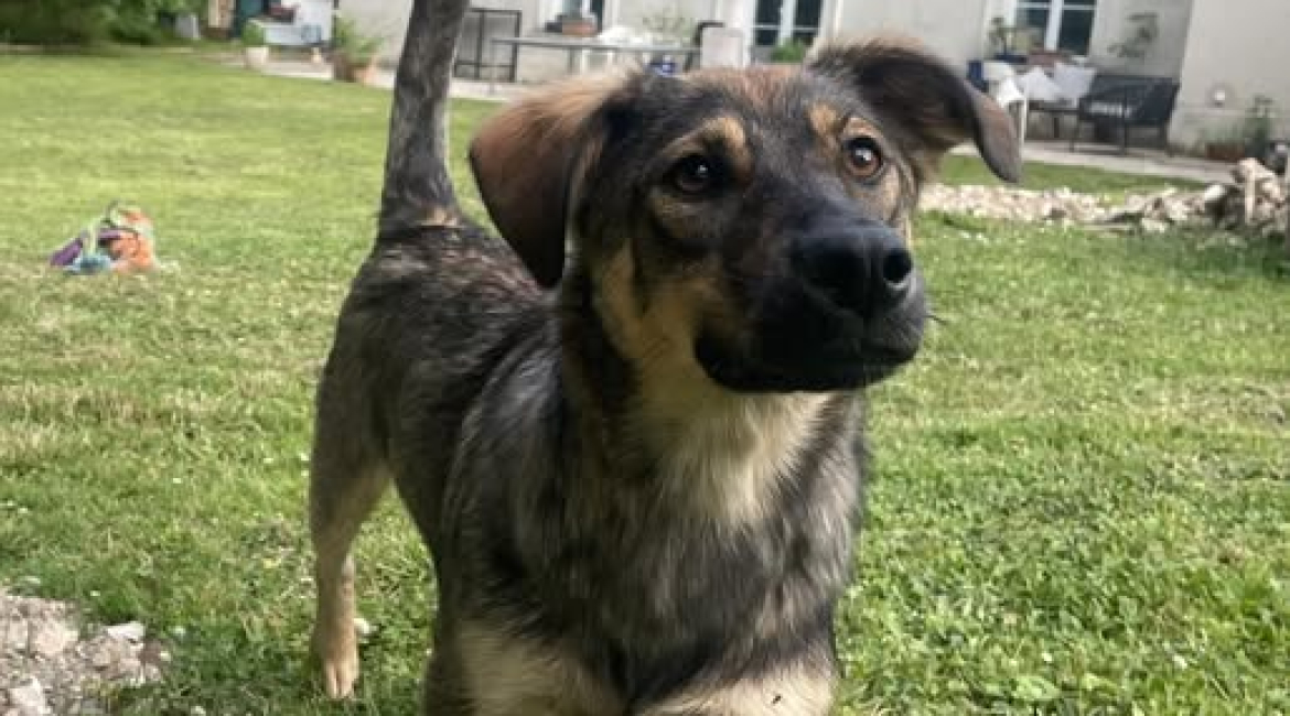 Chiens à adopter