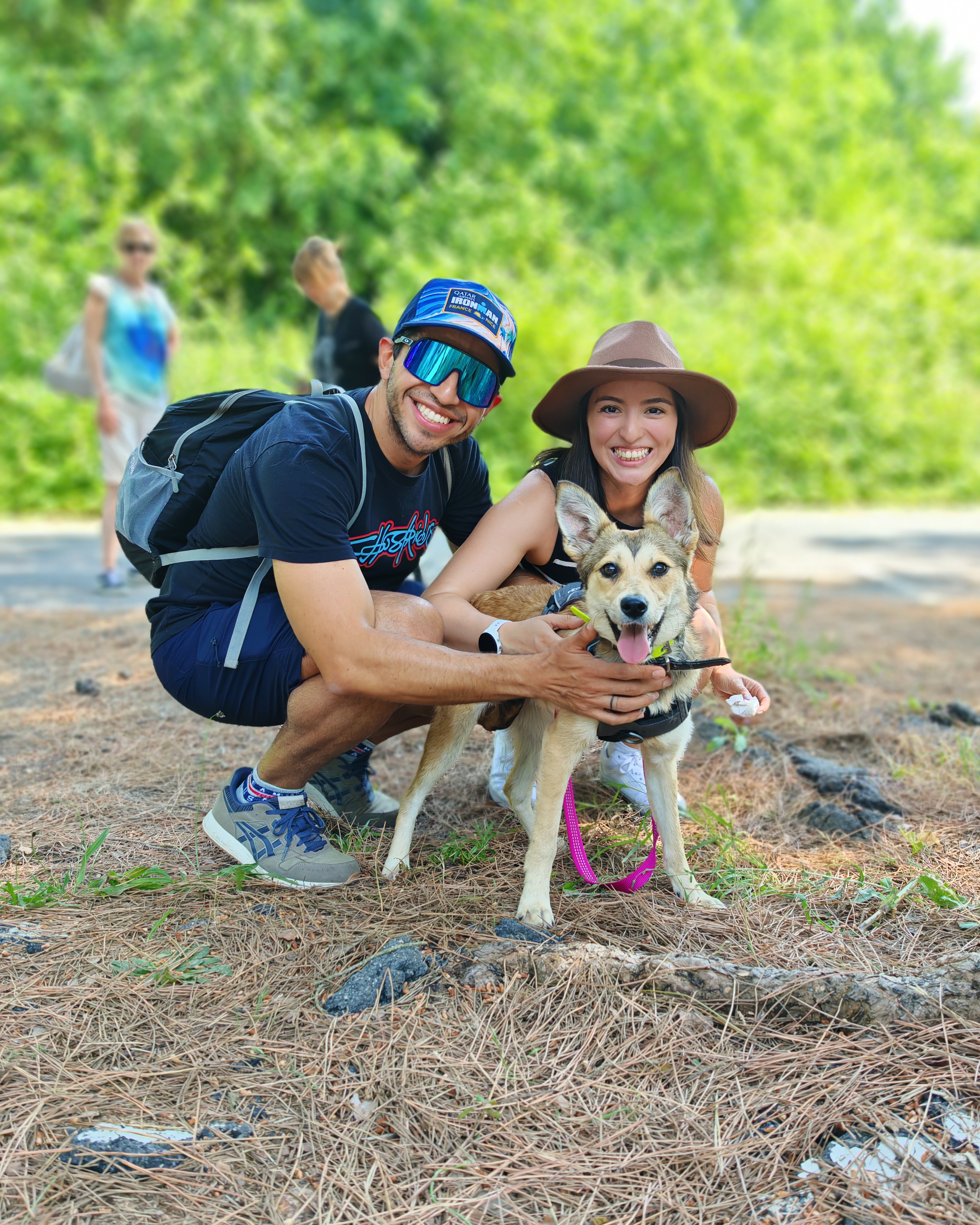 Chiens à adopter
