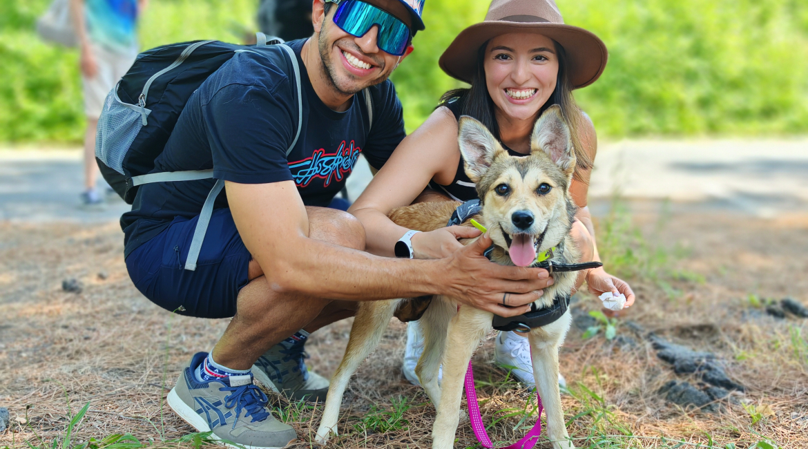 Chiens à adopter