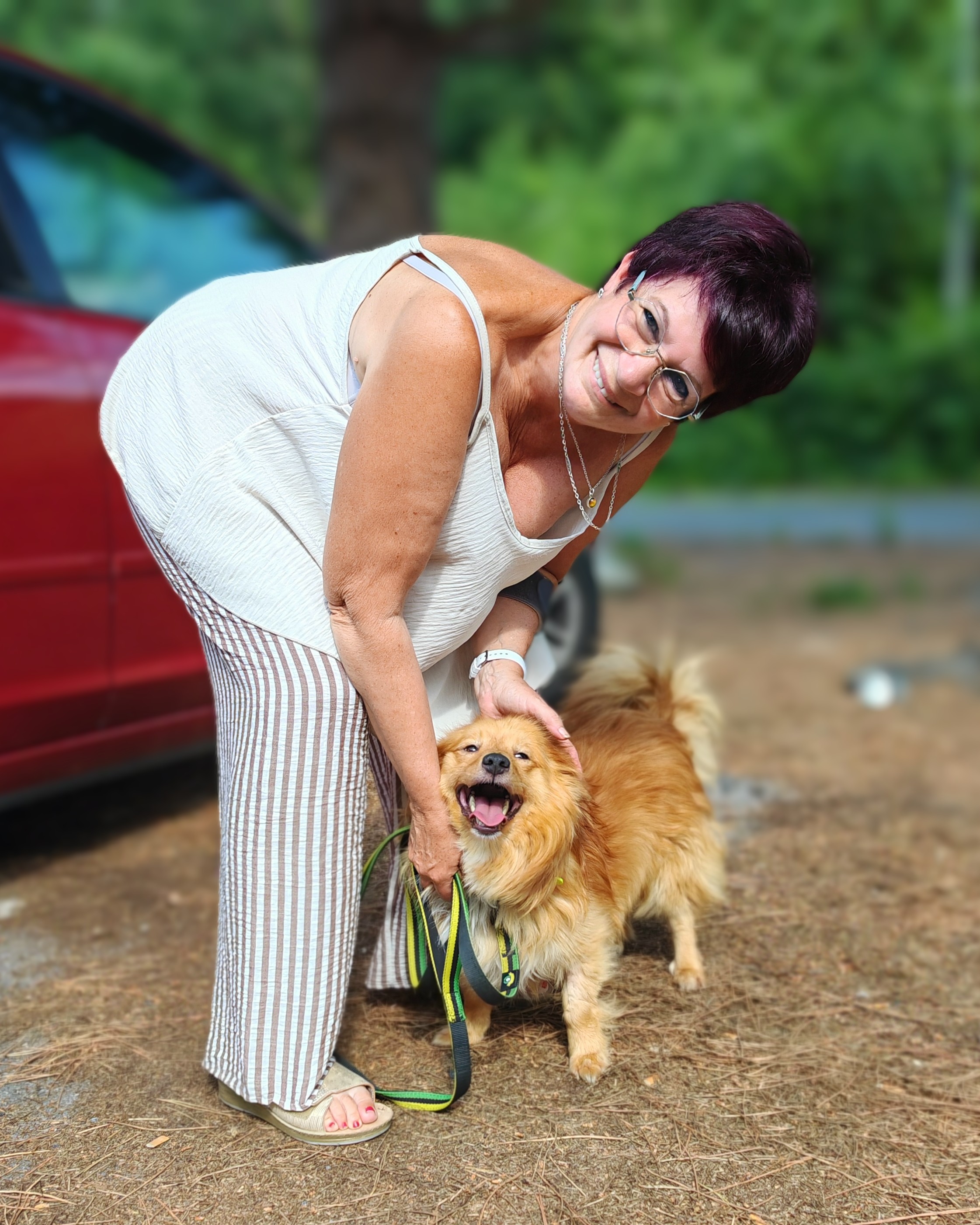 Chiens à adopter