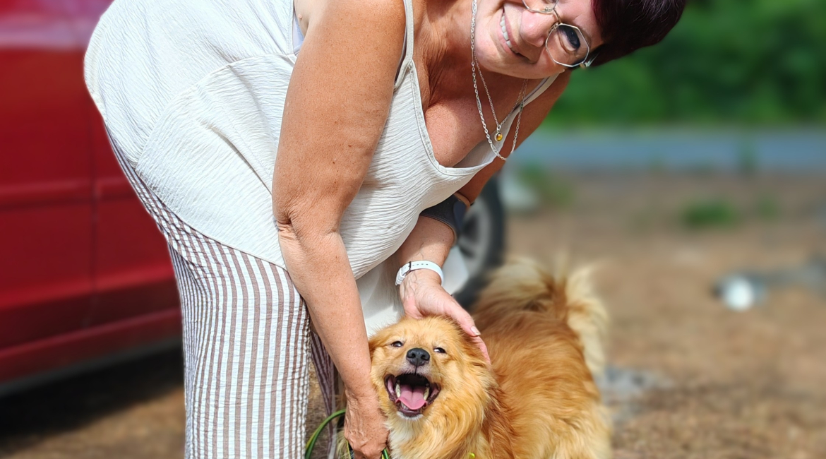 Chiens à adopter
