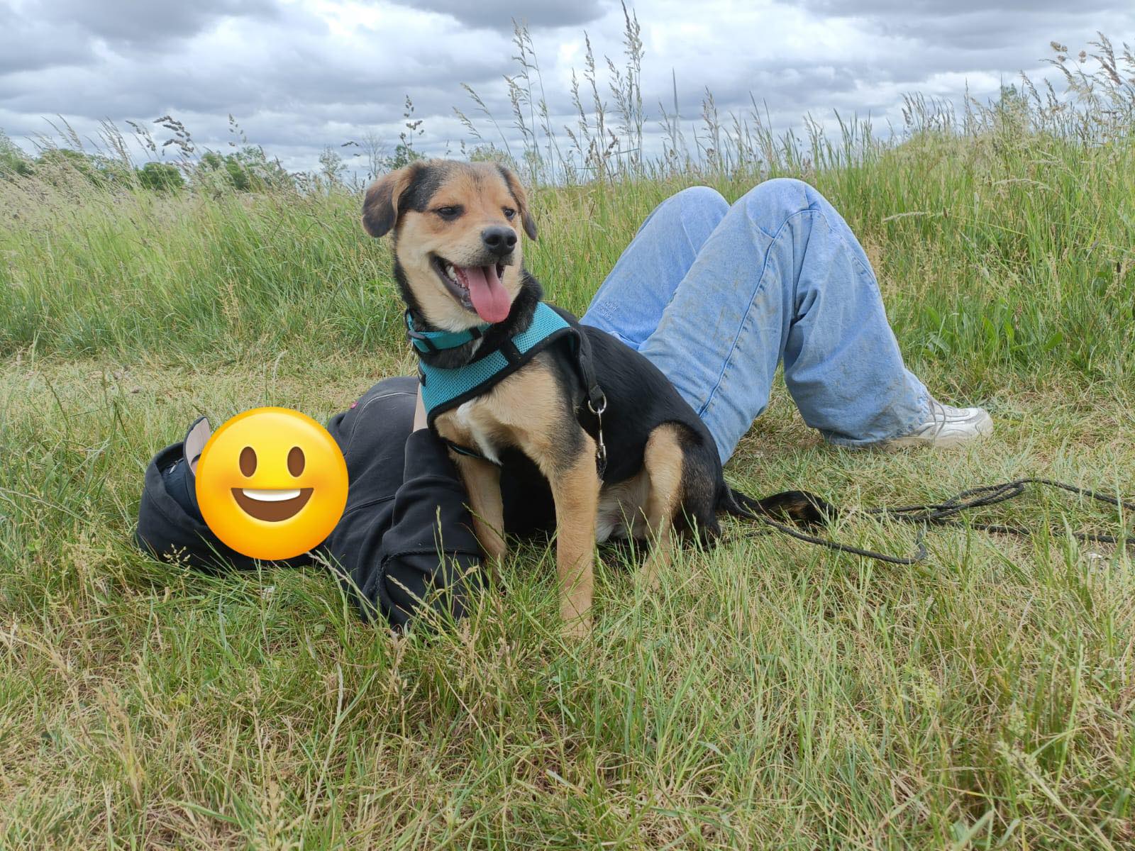 Chiens à adopter