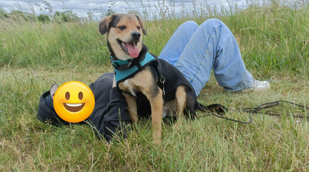Chiens à adopter