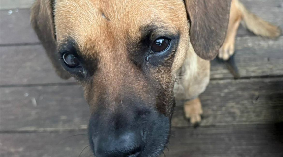 Chiens à adopter
