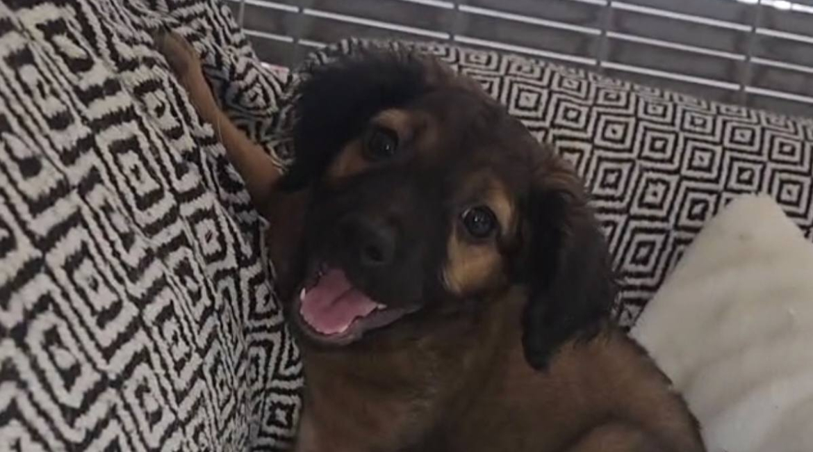 Chiens à adopter