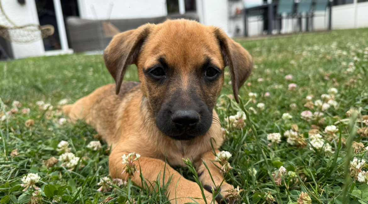 Chiens à adopter