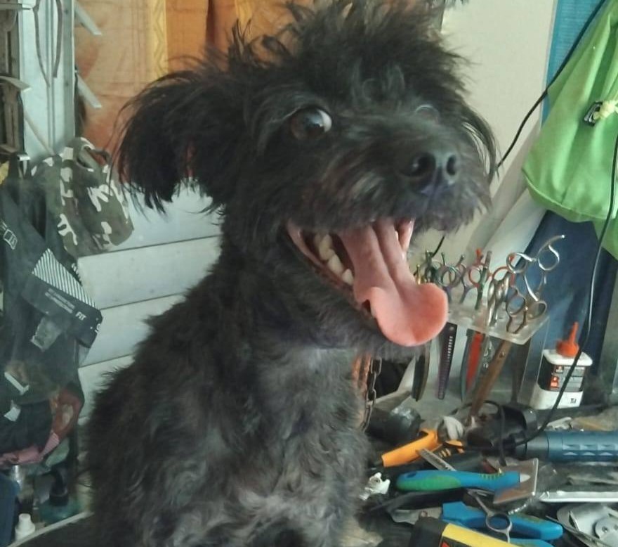 Chiens à adopter