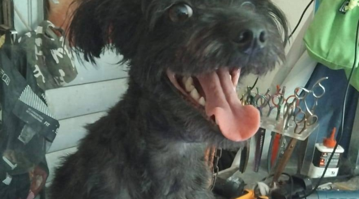 Chiens à adopter