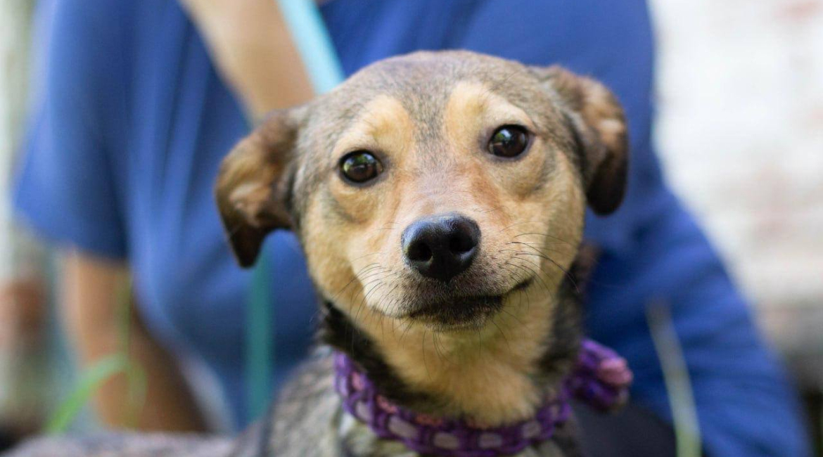 Chiens à adopter