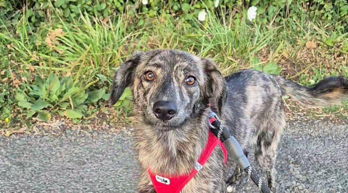 Chiens à adopter