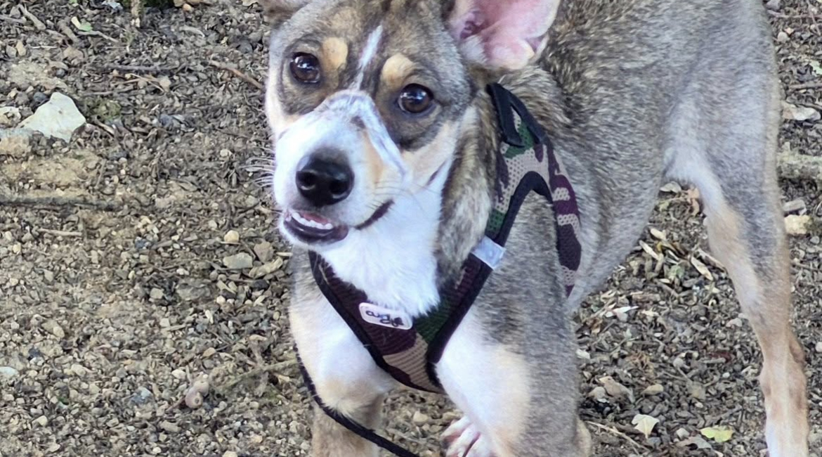 Chiens à adopter