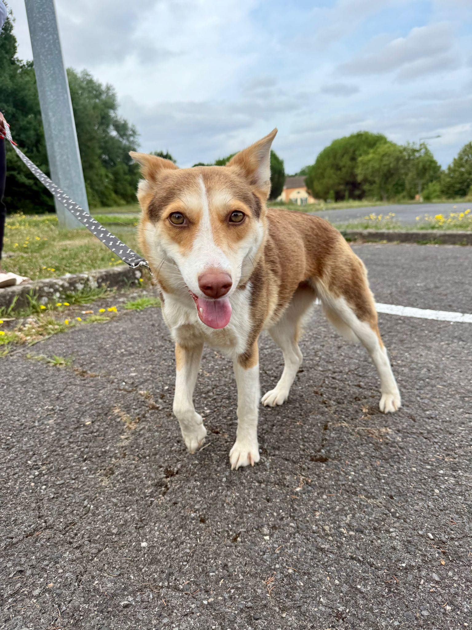 Chiens à adopter