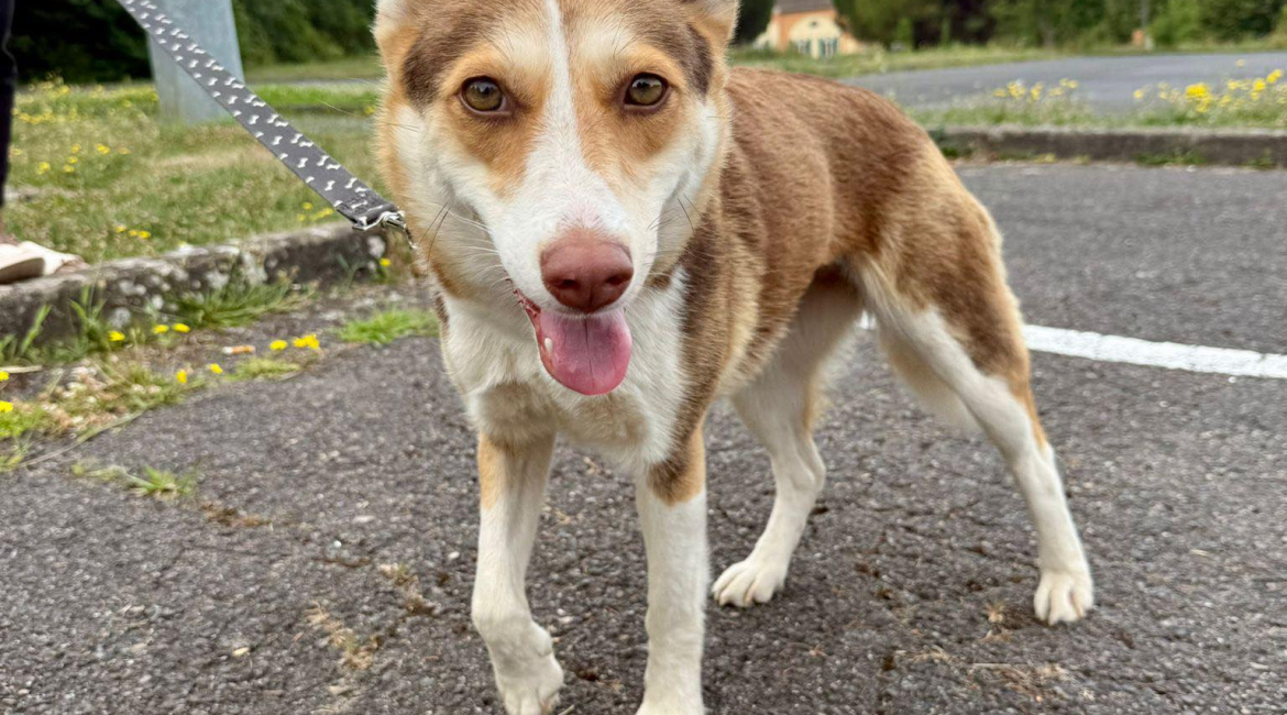 Chiens à adopter