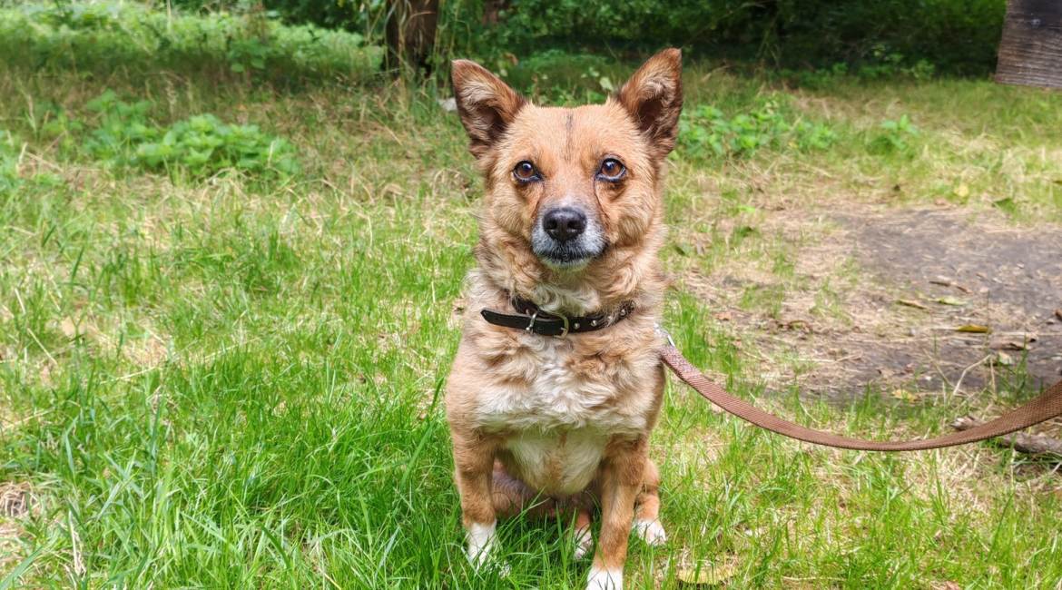 Chiens à adopter
