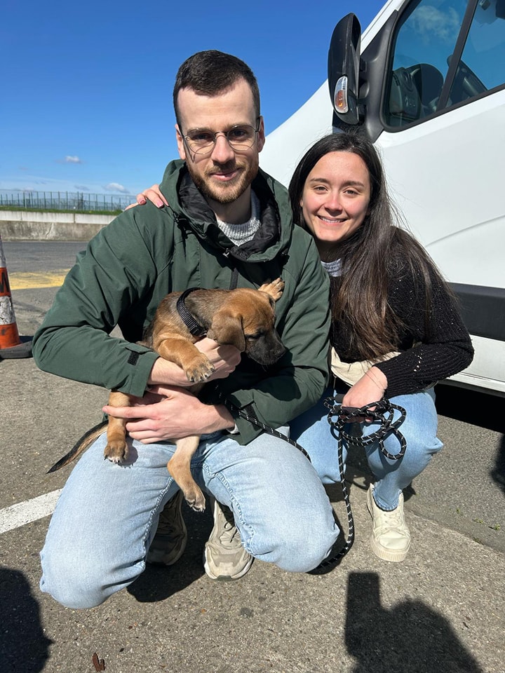 Chiens à adopter