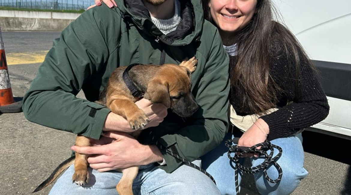Chiens à adopter