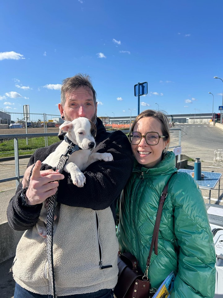 Chiens à adopter
