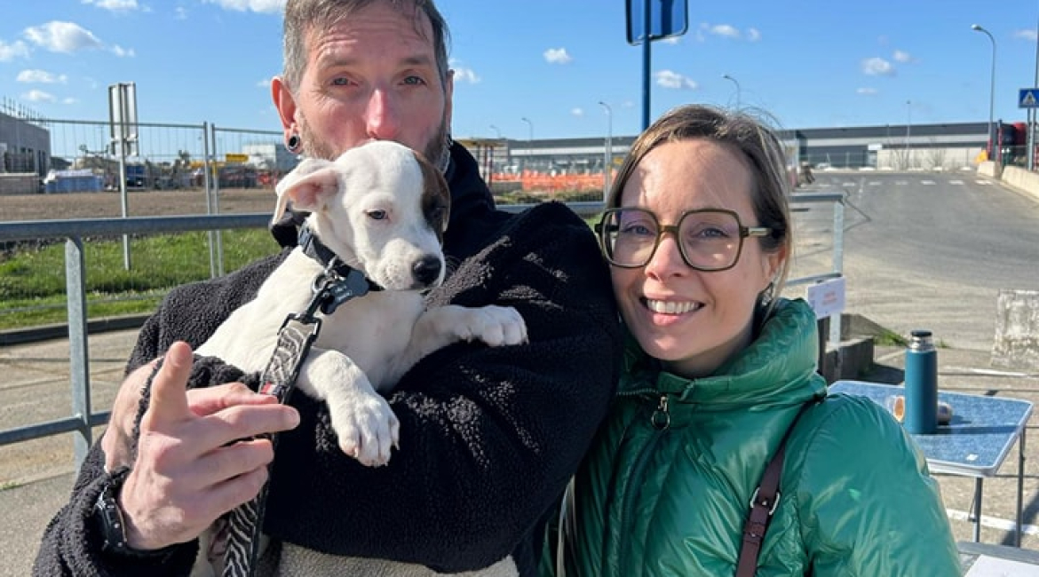 Chiens à adopter