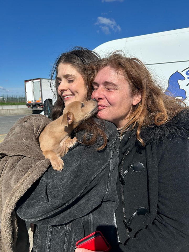 Chiens à adopter