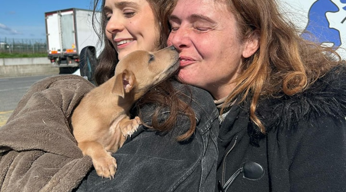 Chiens à adopter