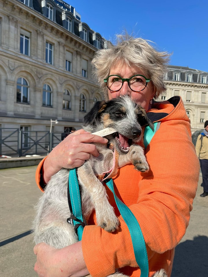 Chiens à adopter