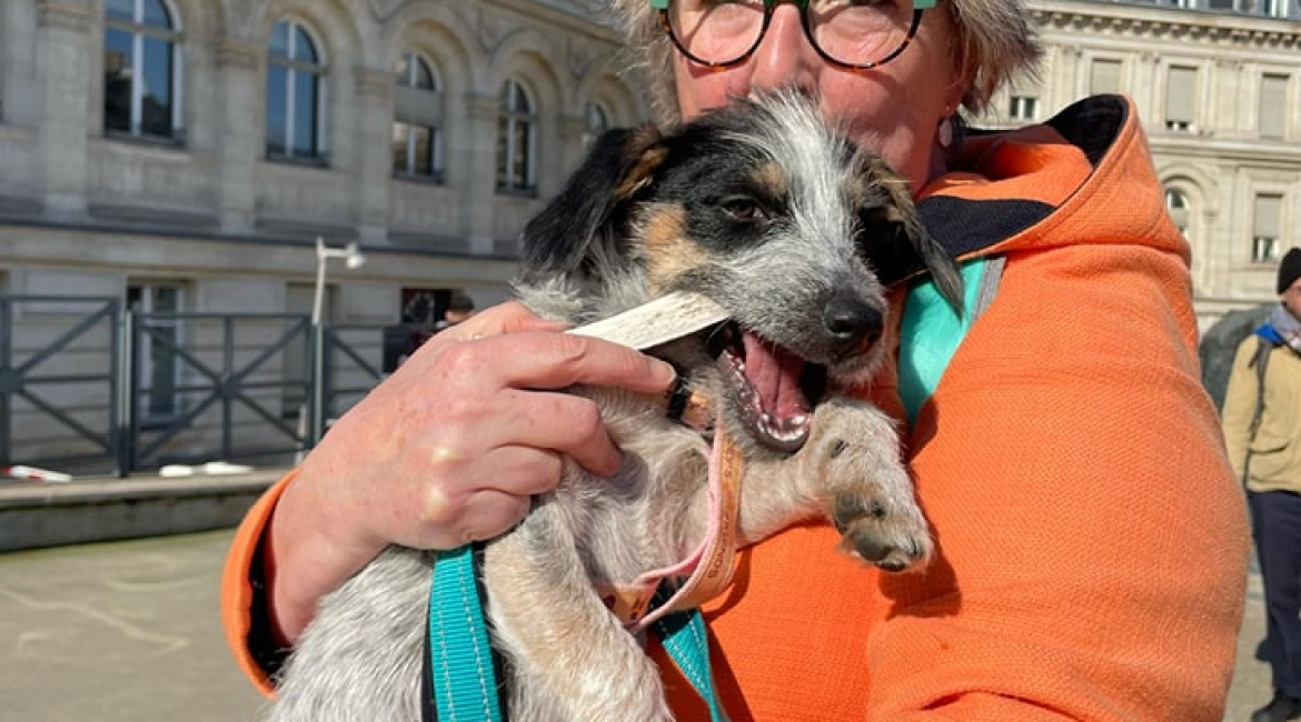 Chiens à adopter