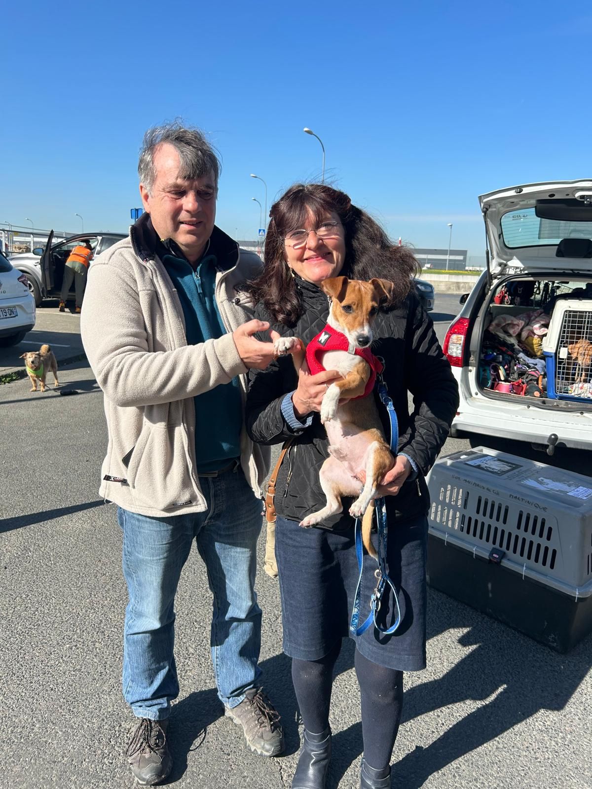 Chiens à adopter