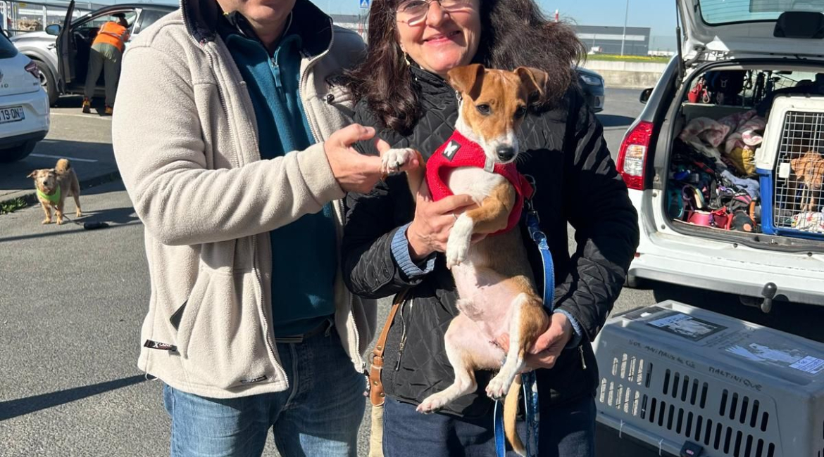 Chiens à adopter