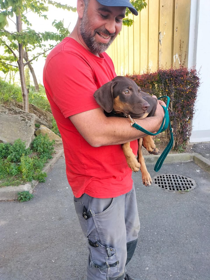 Chiens à adopter