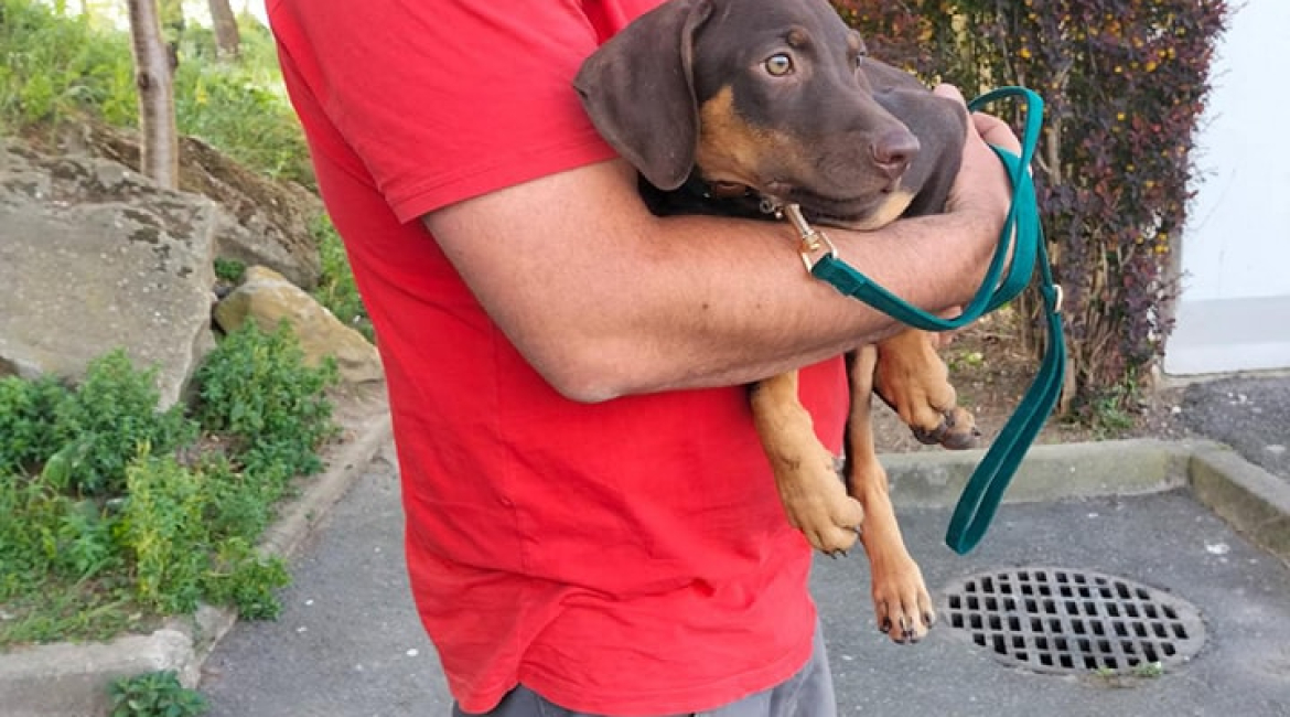 Chiens à adopter
