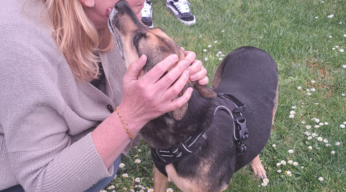 Chiens à adopter