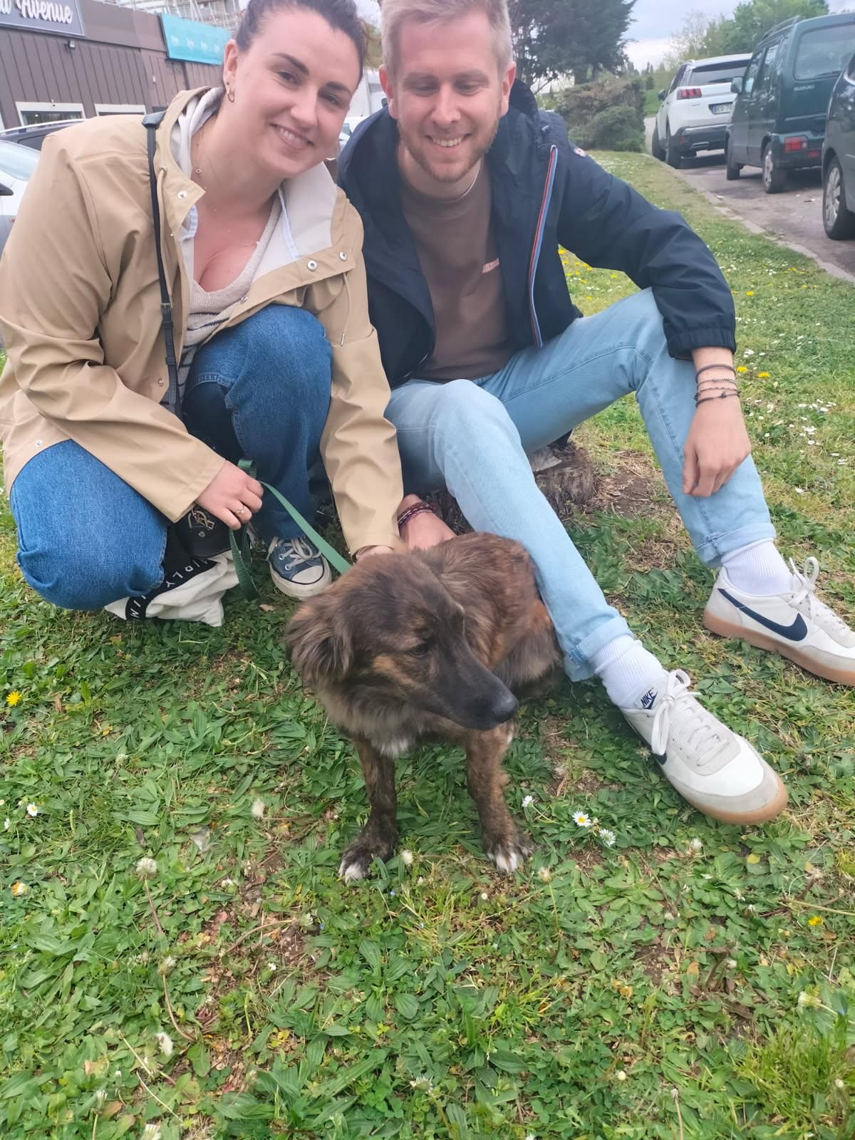 Chiens à adopter