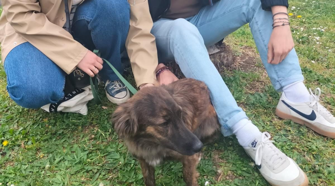 Chiens à adopter