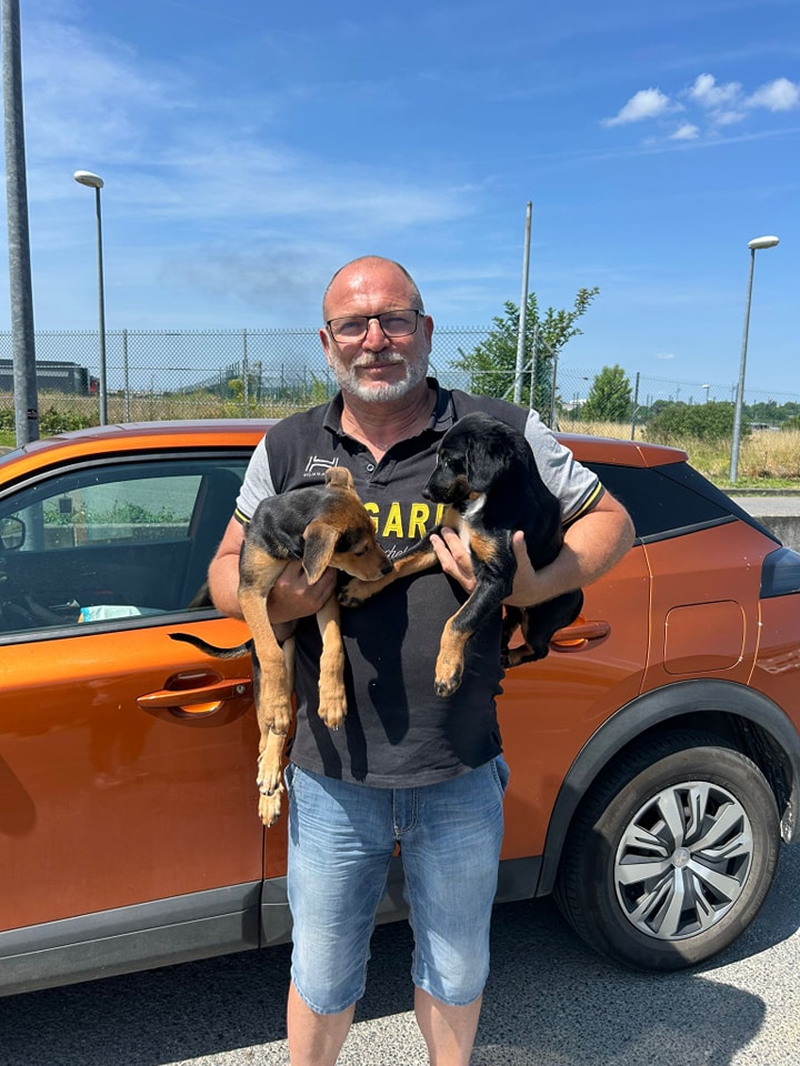 Chiens à adopter