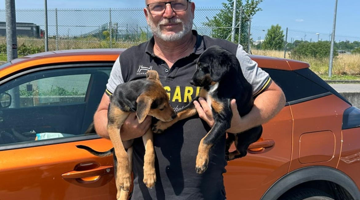 Chiens à adopter