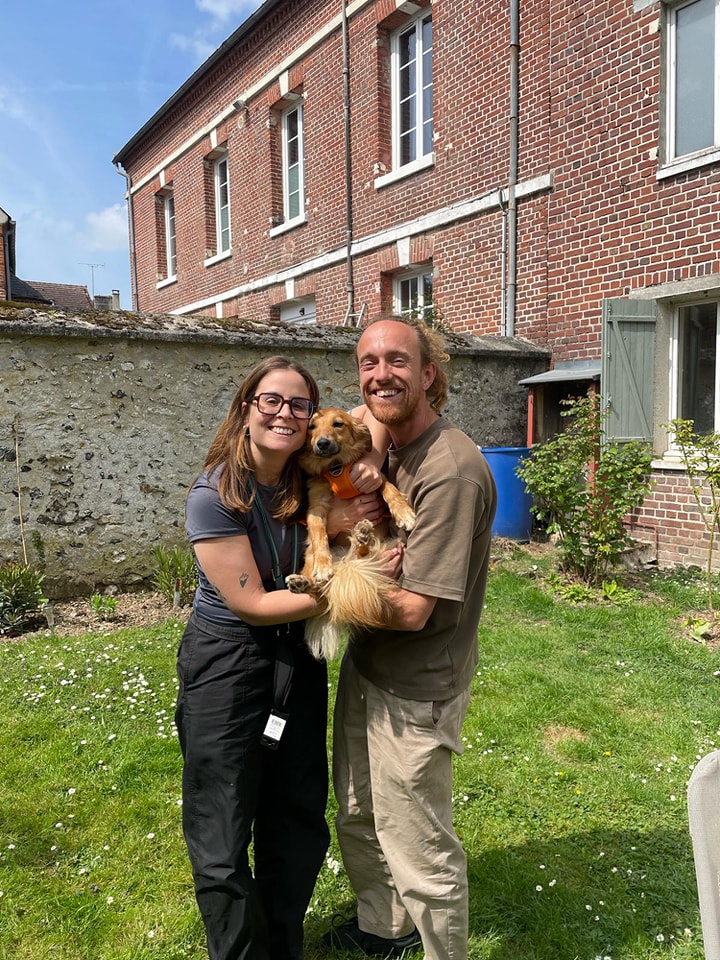 Chiens à adopter