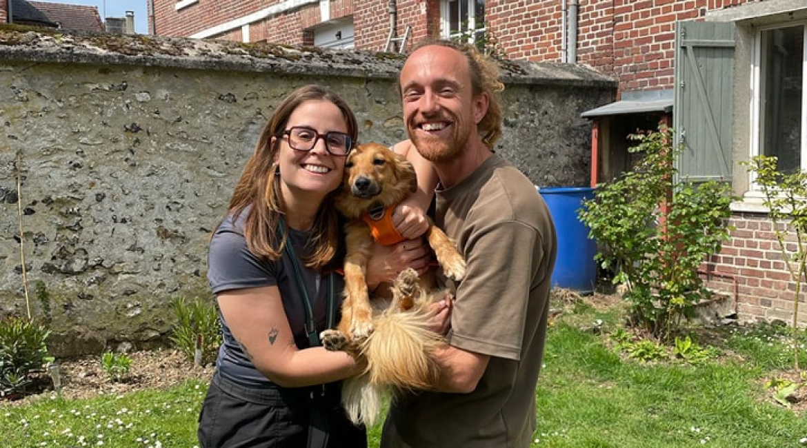 Chiens à adopter