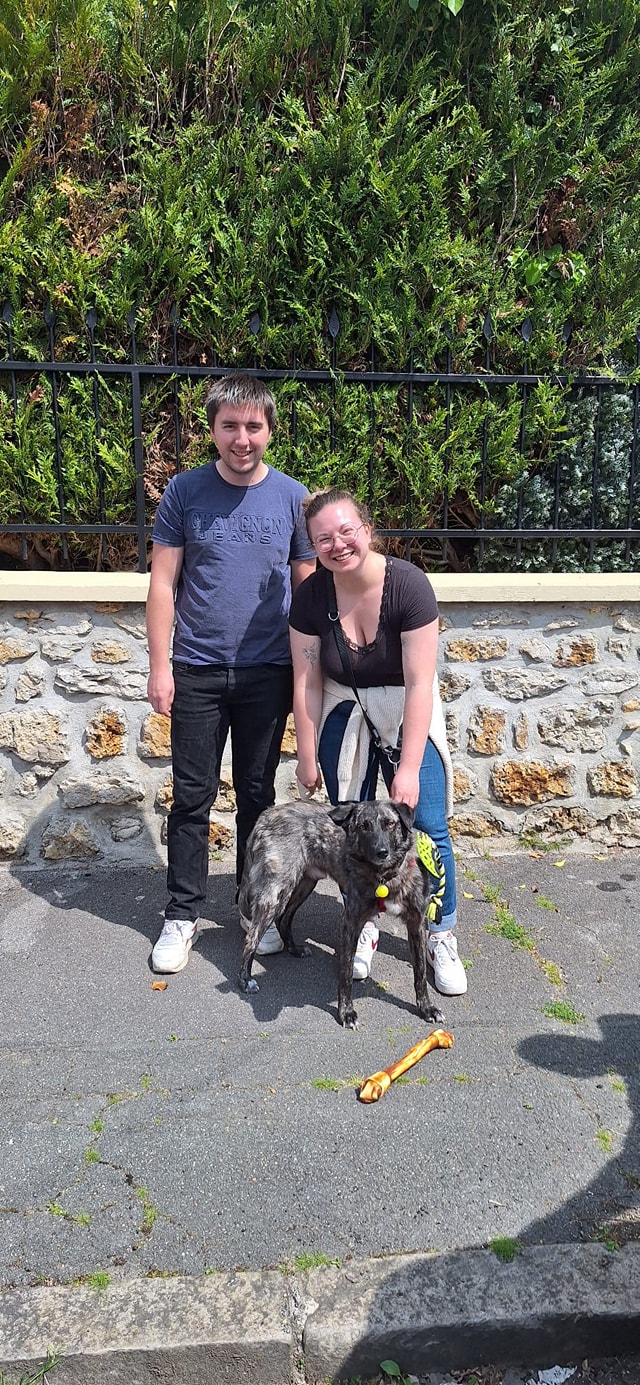 Chiens à adopter