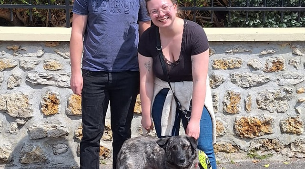 Chiens à adopter
