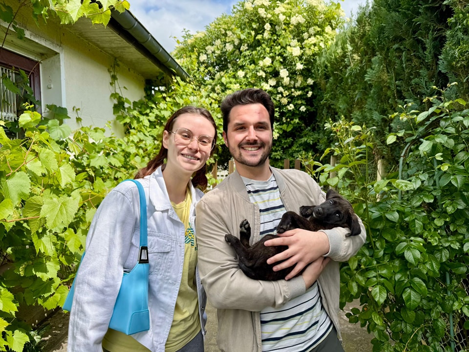 Chiens à adopter