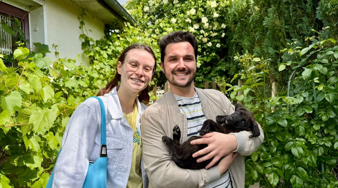 Chiens à adopter