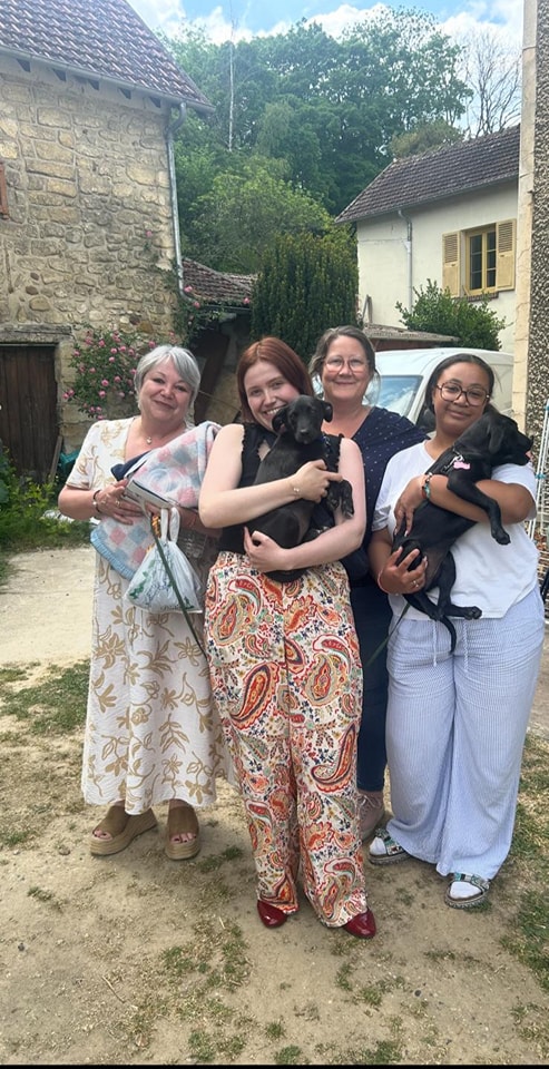 Chiens à adopter