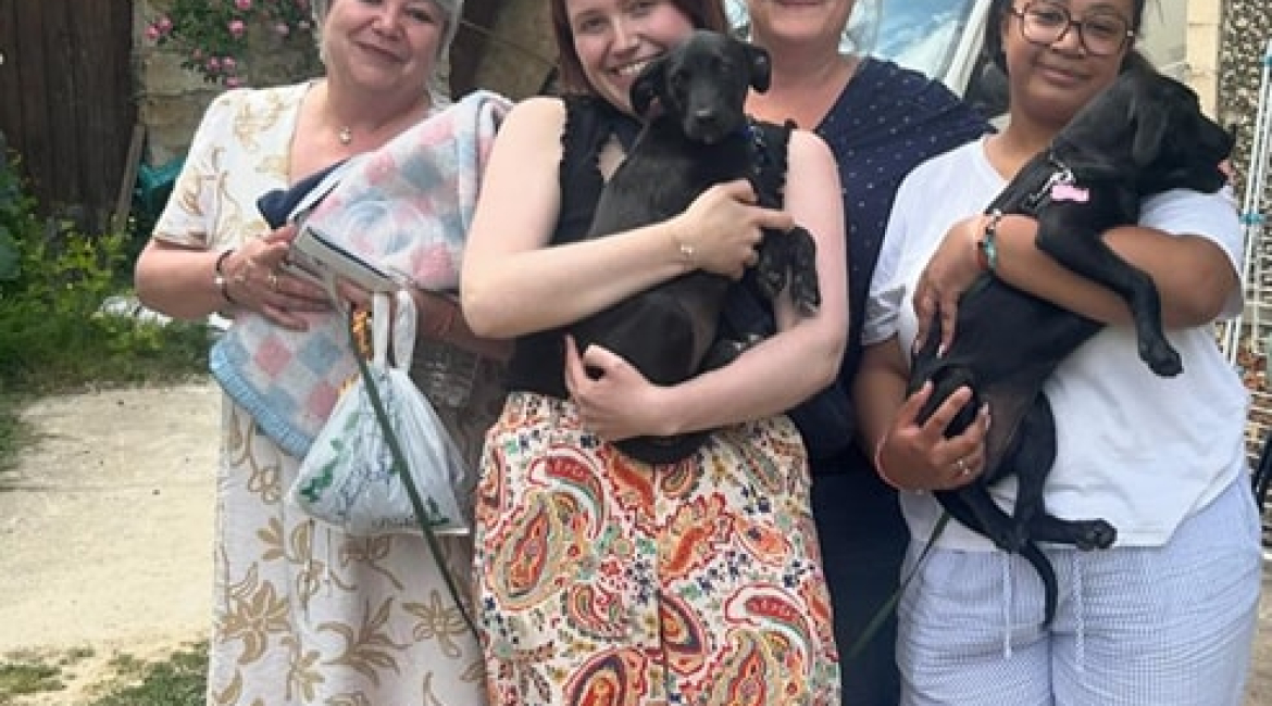 Chiens à adopter
