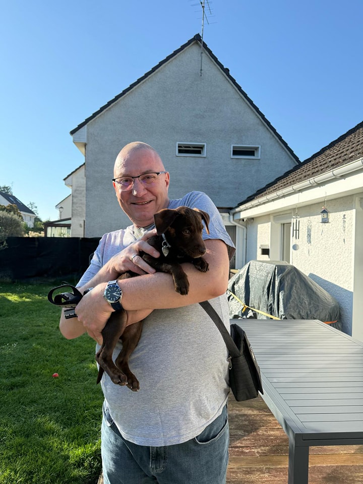 Chiens à adopter