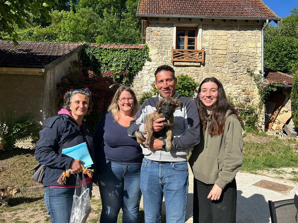 Chiens à adopter