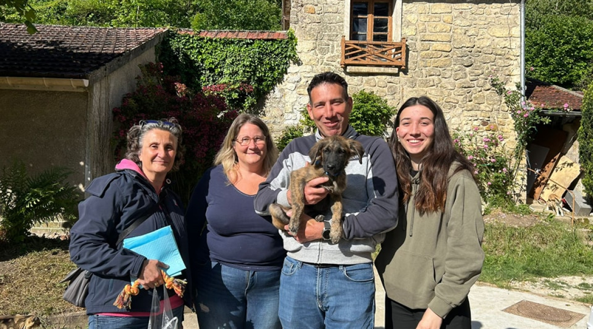 Chiens à adopter